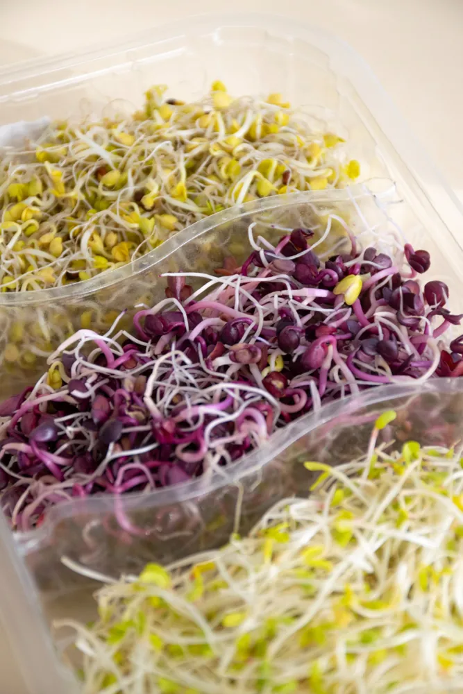 Brots germinats VITALMIX - Imatge 4