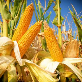 Corn field,close up Corn field,close up